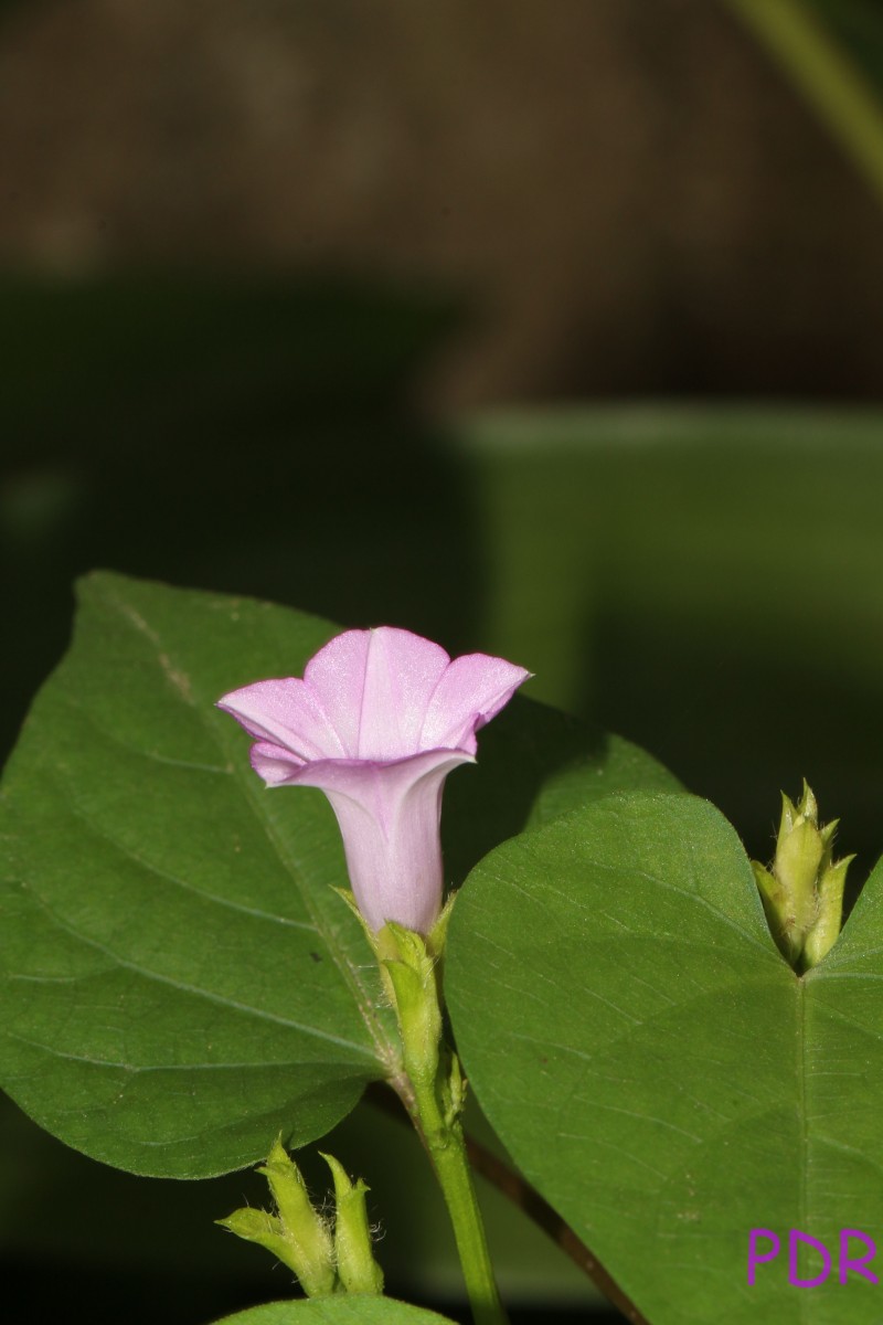 Ipomoea triloba L.